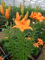 [5028 Campeche No02.JPG]